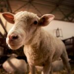 Schaf im Stall