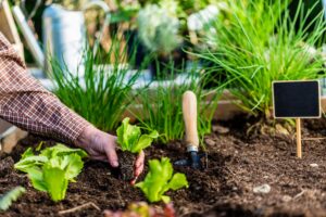 Read more about the article Gesund und lecker: Tipps für den Anbau von Gartengemüse