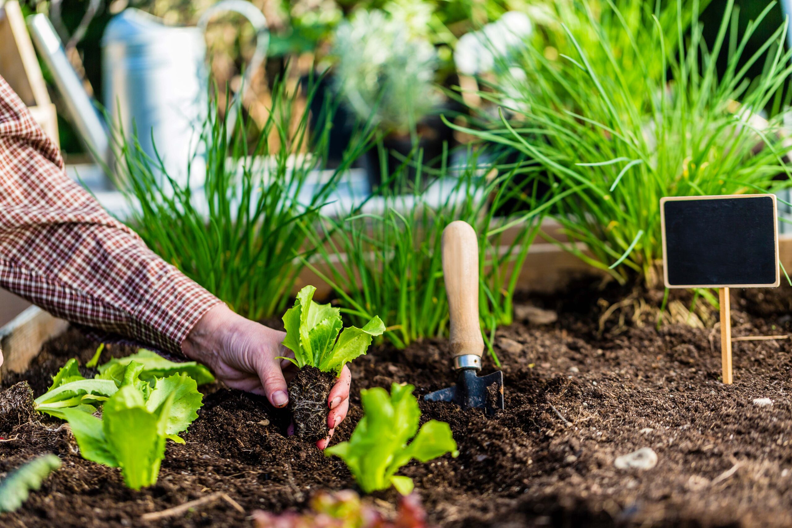 You are currently viewing Gesund und lecker: Tipps für den Anbau von Gartengemüse